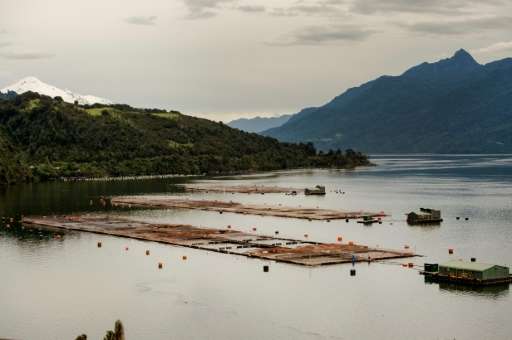 A sea-water salmon farm on Tagua Tagua lake, Puerto Montt, in southern Chile: environmental groups warn the industry has grown s