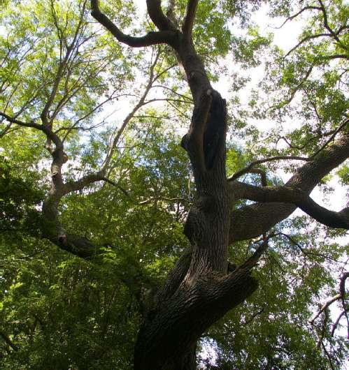 Ash dieback—insect threat to fungus-resistant trees