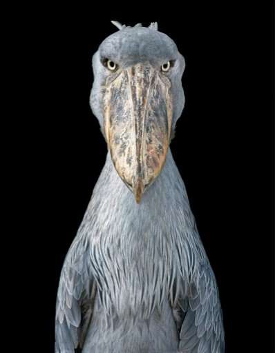 A Shoebill looks straight into Tim Flach's camera in this picture part of the book &quot;Endangered&quot;