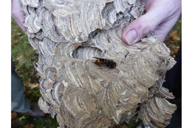 Asian hornet to colonize UK within 2 decades without action