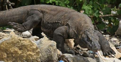 A Singaporean tourist who was trying to photograph a komodo dragon feasting on a goat has been attacked by one of the giant liza