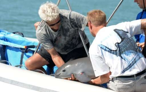 A six-month-old vaquita marina porpoise was caught earlier this year, but released as it was too young to be separated from its 