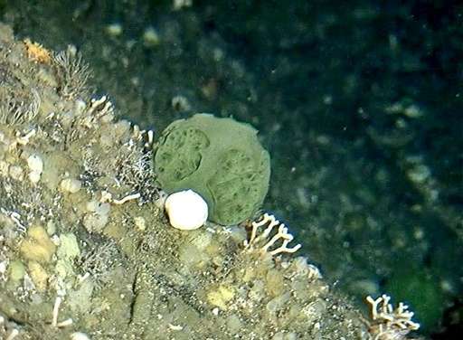 A small green sponge, photographed by an ROV camera, seen in the waters off the coast of Alaska