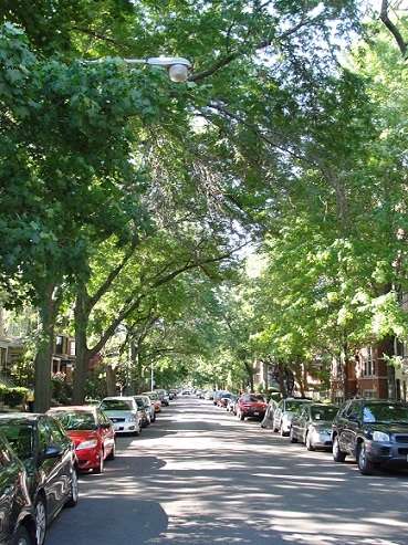 Assessment concludes urban forests in Chicago region face a warmer, wetter future