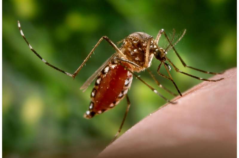 A step towards understanding Zika