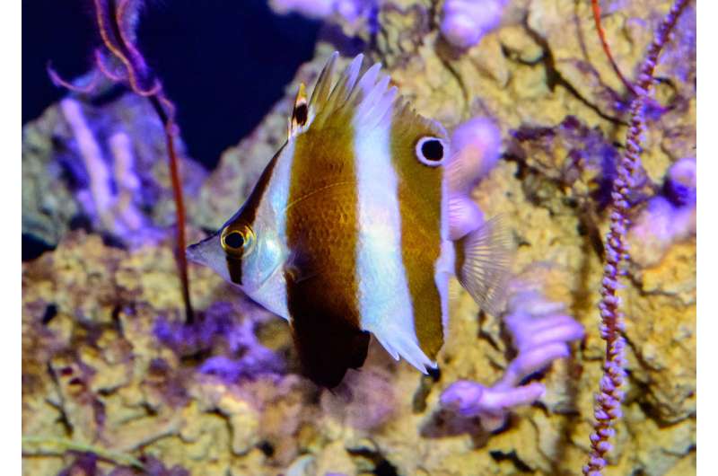 A surprise new butterflyfish is described from the Philippine 'twilight zone' and exhibit