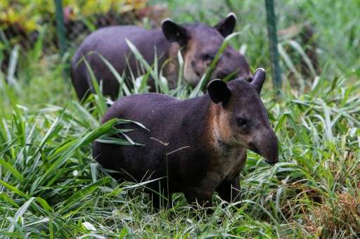 A tapir calf and its mother walk in their enclosure at the National Zoo in Masaya, Nicaragua on August 29, 2017