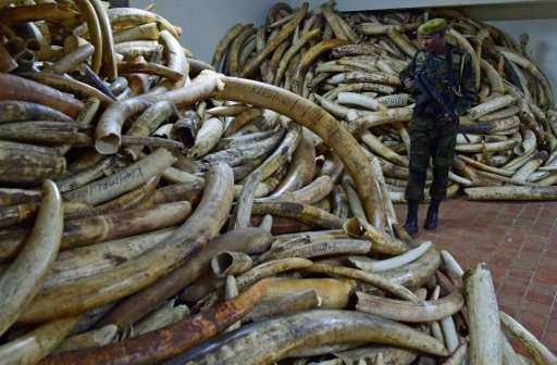 At its peak in 2014 wholesale prices for raw ivory stood at $2,100 (1,900 euros) per kg in Chinese markets, according to a repor