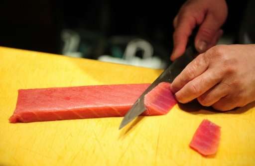 Atlantic bluefin tuna is a culinary mainstay of sushi and sashimi in Japan and can fetch tens of thousands of dollars per fish