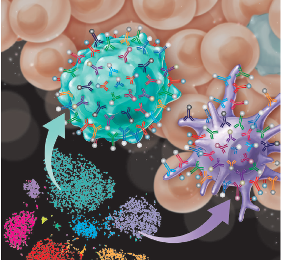 Atlases of immune cells surrounding tumors may guide immunotherapy