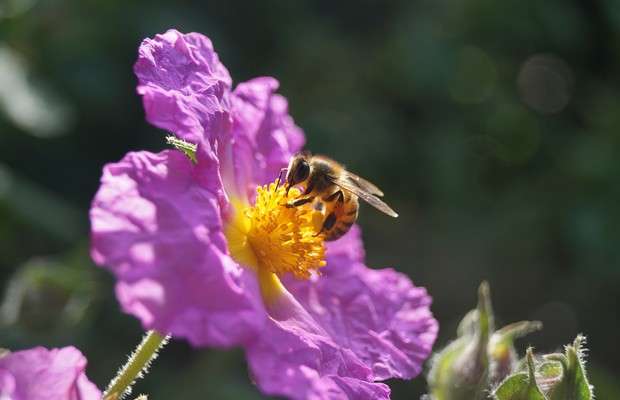 At mealtime, honey bees prefer country blossoms to city blooms