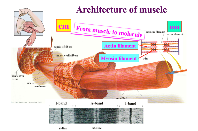 Atomic resolution of muscle contraction