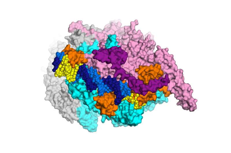 Atomic-scale view of bacterial proteins offers path to new tuberculosis drugs
