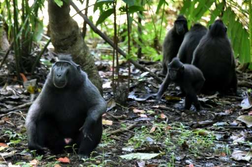 A troop of black crested macaques (Macaca nigra), seen at the Tangkoko nature reserve in northern Sulawesi, Indonesia