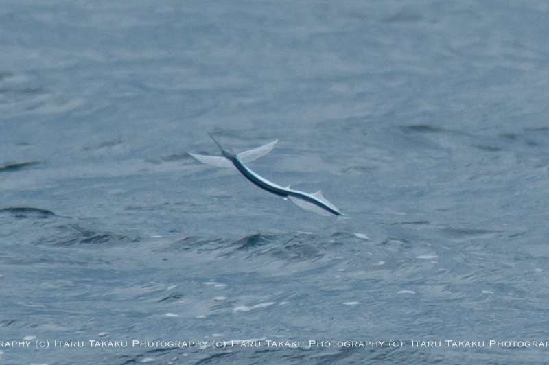 A twist in the tail: Flying fish give clues to 'tandem wing' airplane design