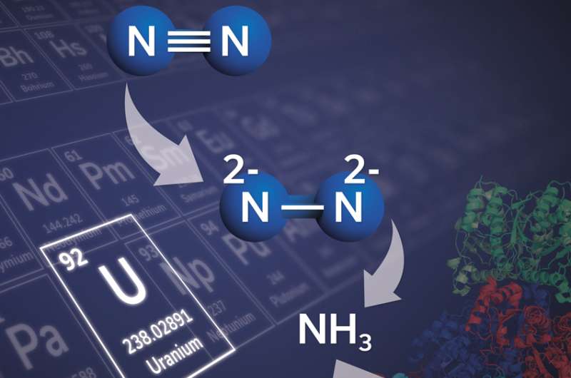 A uranium-based compound improves manufacturing of nitrogen products