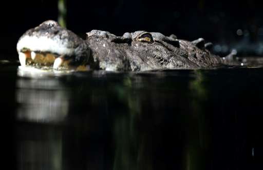 Australia is home to freshwater and saltwater crocodiles with the more feared 'salties' growing up to seven metres long