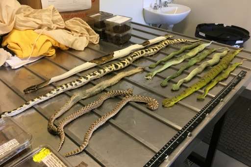 Australian customs officers found these venomous snakes along with exotic spiders and scorpions in two shoe boxes mailed from no