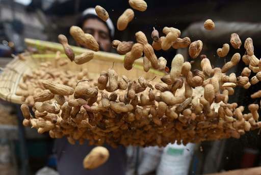 Australian researchers have reported a major breakthrough in the relief of deadly peanut allergy with the discovery of a long-la