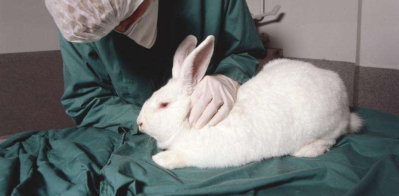 Australia will finally ban cosmetic testing on animals