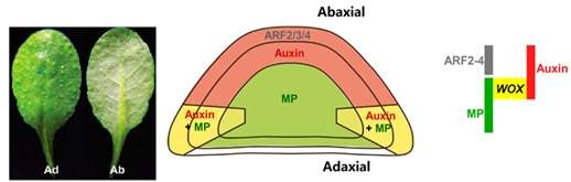 Auxin drives leaf flattening
