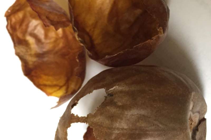 Avocado seed husks could be a gold mine of medicinal and industrial compounds
