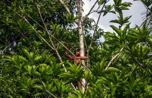 A Waiapi boy scales a Geninapo tree to pick fruits for making body paints