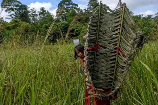 A Waiapi girl with her mother while harvesting manioc, the key ingredient for the craft beer Caxiri