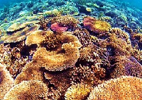 A warm relationship between corals and bacteria