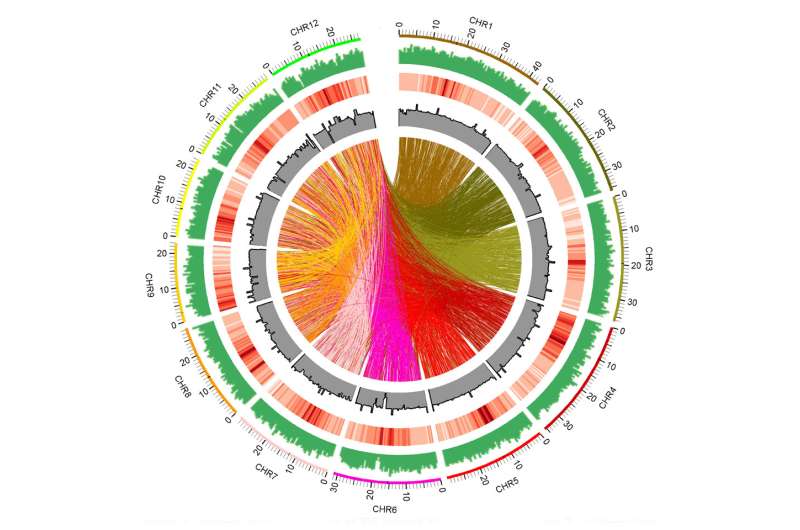 A whole-genome sequenced rice mutant resource for the study of biofuel feedstocks