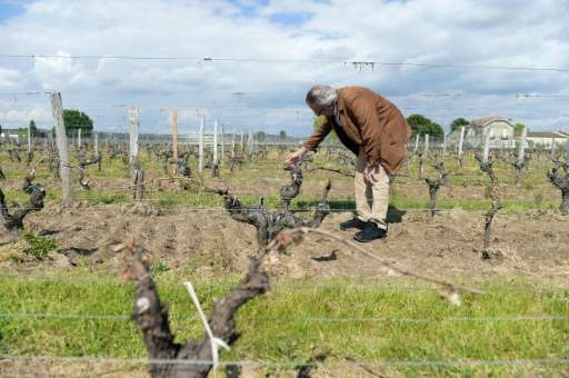 A wine grower checks vineyards hit by a late-season frost near Saint-Emilion in France's Bordeaux region