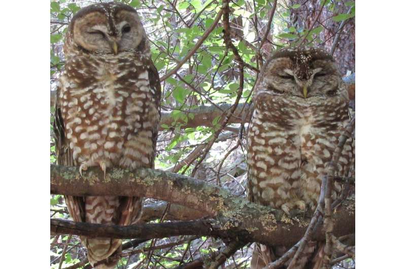 A win-win for spotted owls and forest management