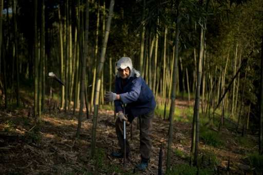 A woman harvests bamboo in Shimen village near the city of Lin'an, Zhejiang Province
