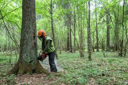 A worker cuts down a spruce tree in the Bialowieza forest