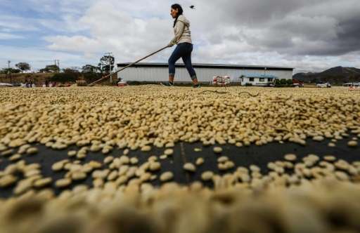 A worker dries coffee beans at Las Nubes processing plant in Waswali Community, in Matagalpa, some 130 km from Managua