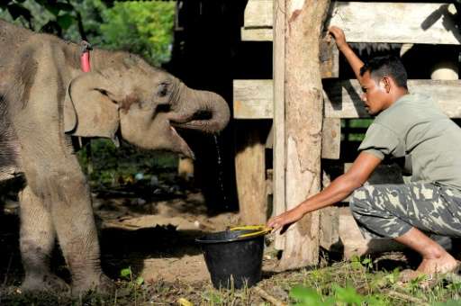 A worker gives water to a baby elephant rescued from the wild at the Elephant Conservation Center in Aceh on January 17, 2017