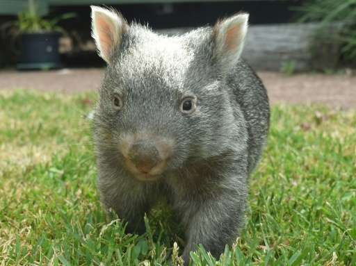 Awwwww... George the orphaned baby wombat—practically the walking definition of 'cute'—has turned one, an event marked by a new 