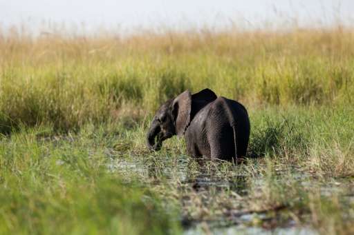 A young elephant grazes in the Chobe river in Botswana Chobe National Park, in the north eastern of the country on March 20, 201