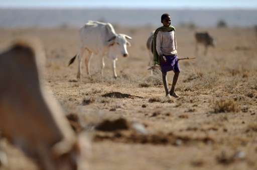 A young herder from the Samburu pastoral community grazes his family cattle on the dwindling pasture of the Loisaba wildlife con