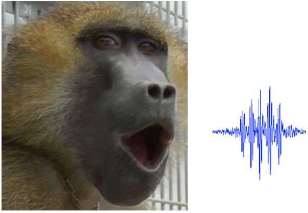Baboon vocalizations contain five vowel-like sounds comparable to those of human speech