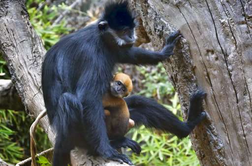 Baby monkeys swing into view at Los Angeles Zoo