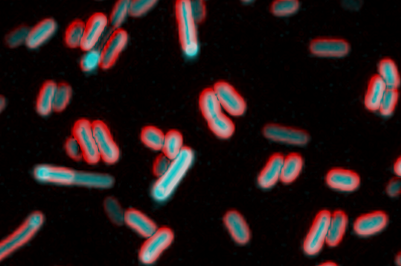 Bacteria can feel their surroundings