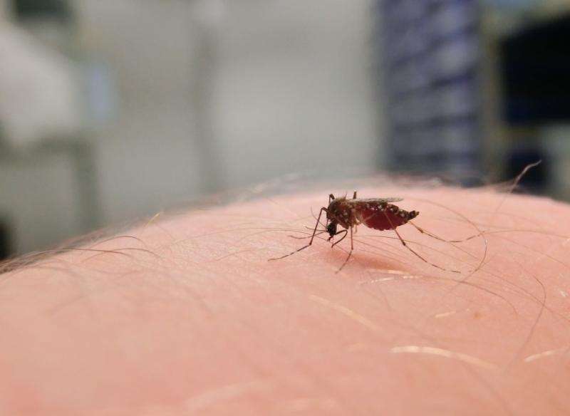 Bacteria deployed to destroy mosquito-borne dengue can’t take the heat