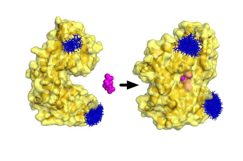 Bacterial Pac Man molecule snaps at sugar
