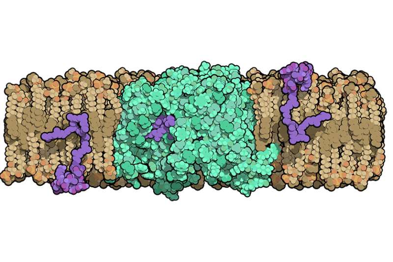 Bacterial protein structure could aid development of new antibiotics