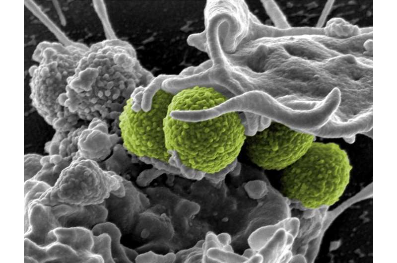 Bacterial superantigens turn our immune cells to the dark side
