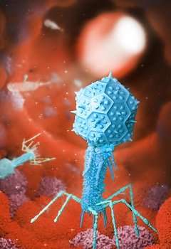 Bacterial viruses found to interact with human cells, study finds