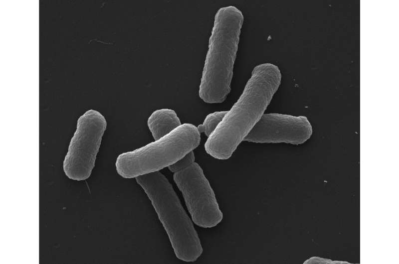 Bacteria take a deadly risk to survive