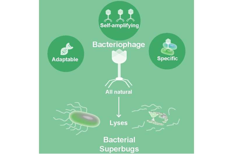 Bacteriophages, natural drugs to combat superbugs