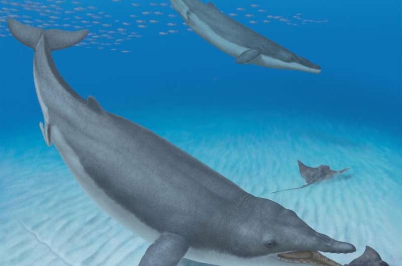 Baleen whales' ancestors were toothy suction feeders